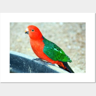 King Parrot Posters and Art